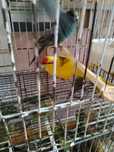 kakarikis varias cores