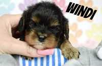 Cavalier King Charles Spaniel suczka Black and Tan Windi