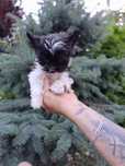 Yorkshire terrier GOKU Black end white piesek