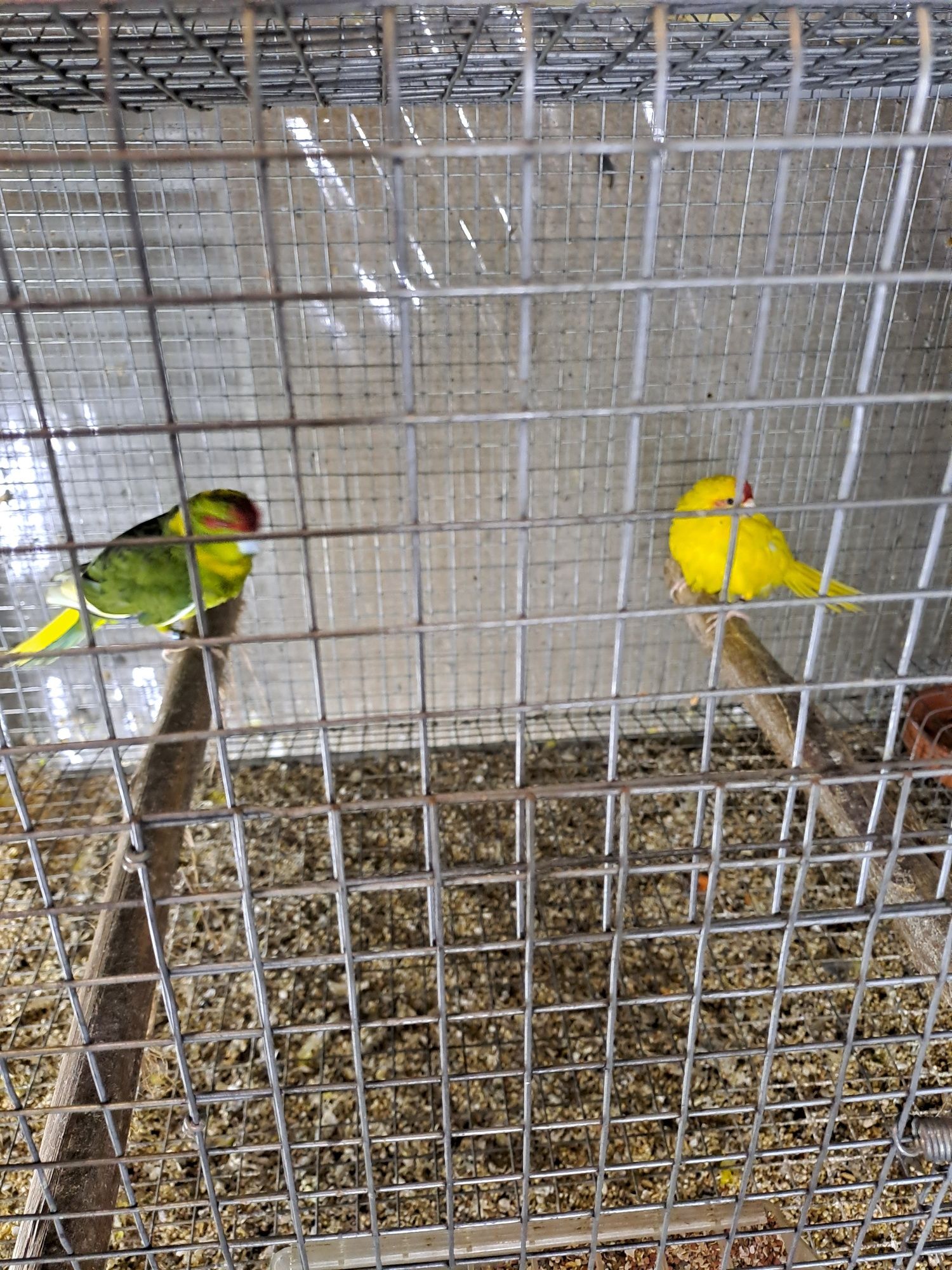 Kakarikis com cedência
