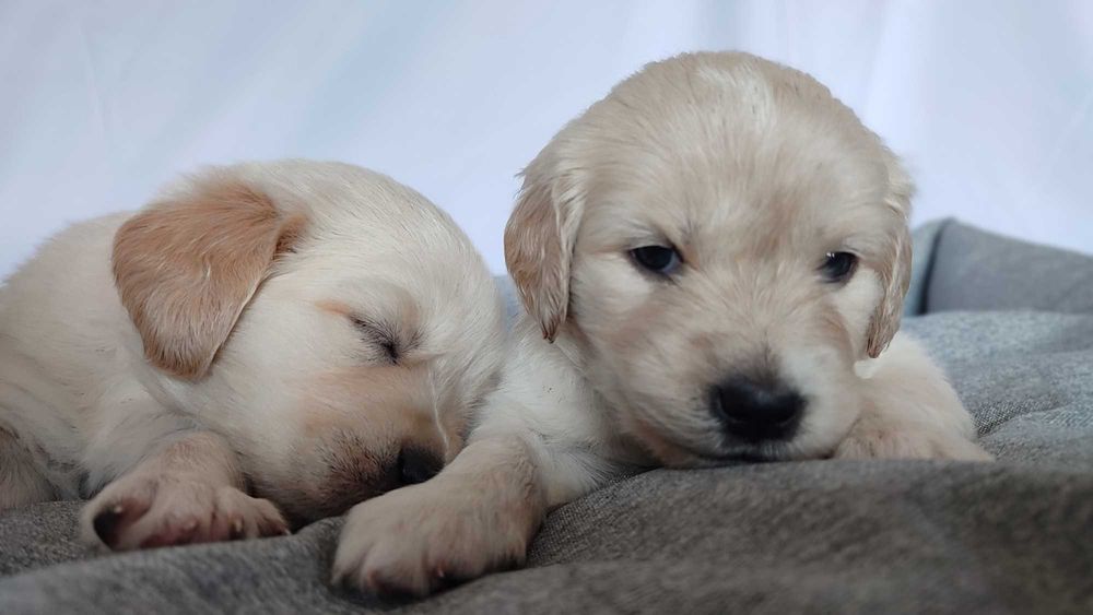 Golden Retriever szczenię do rezerwacji
