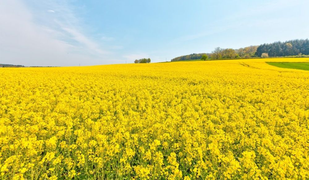 Gorczyca sarepska na poplon , certyfiakt EKO