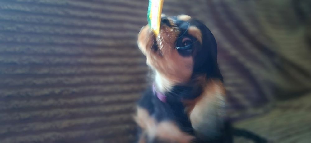 Cavalier King Charles Spaniel FCI, gotowy do odbioru