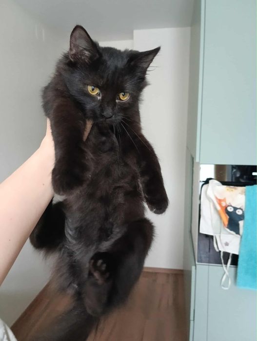 Кошеня, котеня, киця, кішка, кицюня, кошенята, кітка, кошка