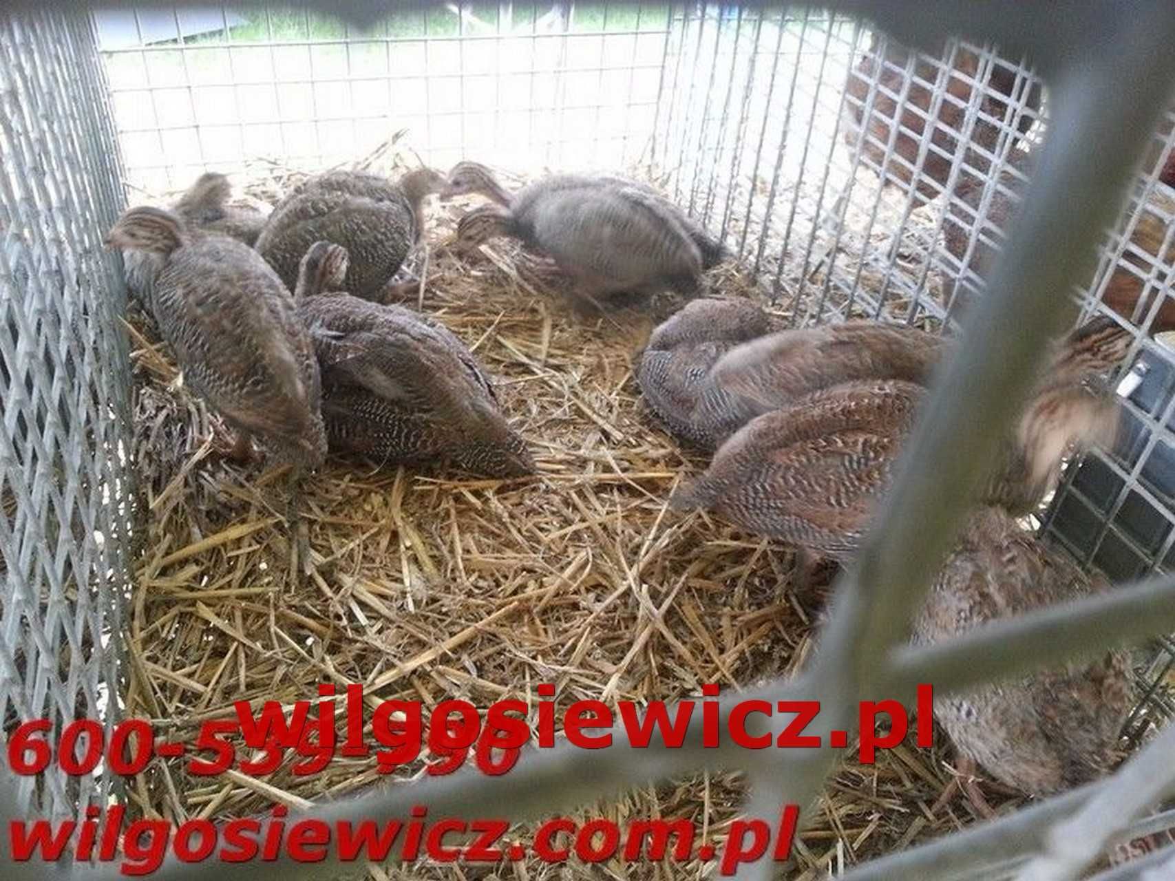 Perliczki młode Brojlerowe do odchowu dostawa na miejsce
