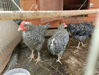 Koguty marans-greenshell