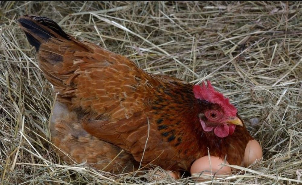 Kury nioski 15 miesięcy