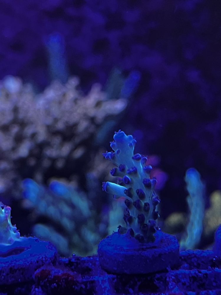 Koralowiec morski Acropora sp.