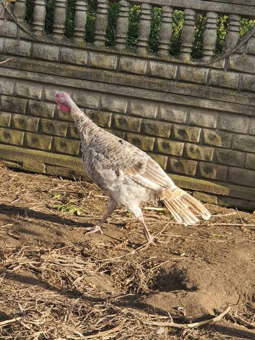 Indyki indory młode