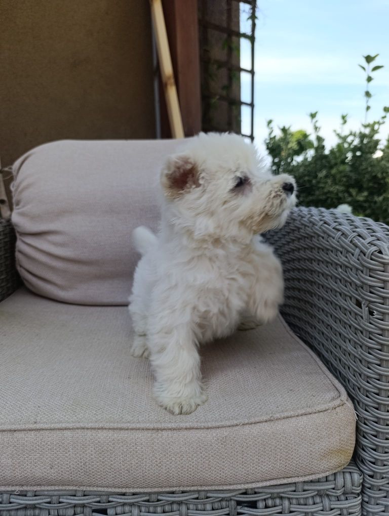 West Highland White Terrier