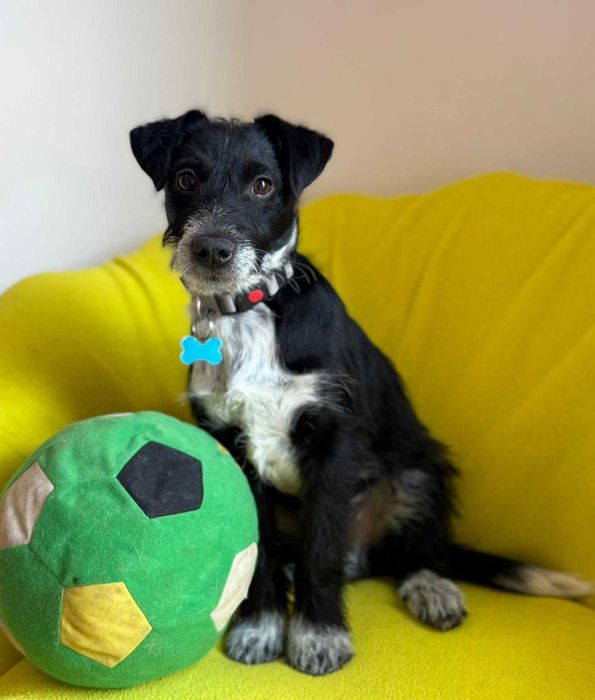 Aktywny Dexter szuka domu!