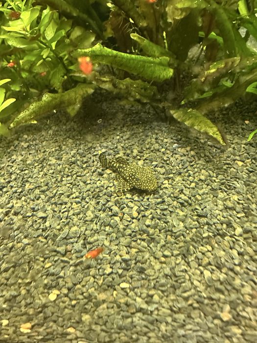 3 ancistrus SP 4/5 cm