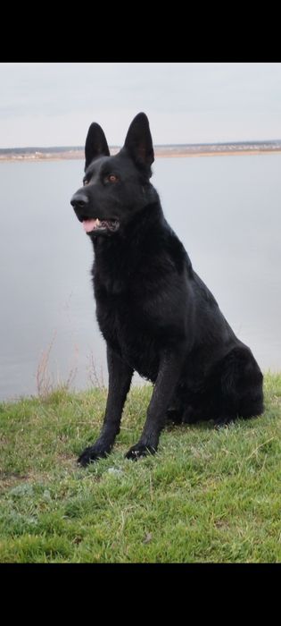 Щенки чёрной немецкой овчарки