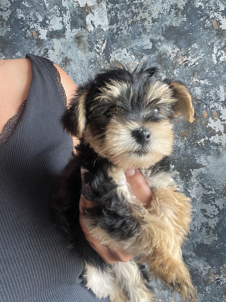 Yorkshire Terrier