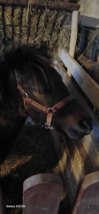 Kuc 110 cm ogierek sprzedam