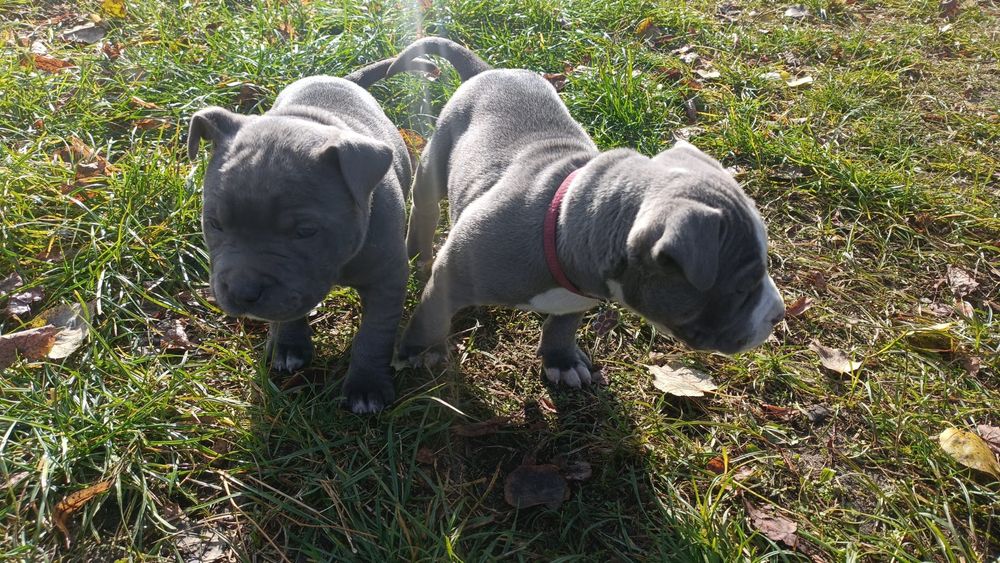 American PitBull Terrier Blue