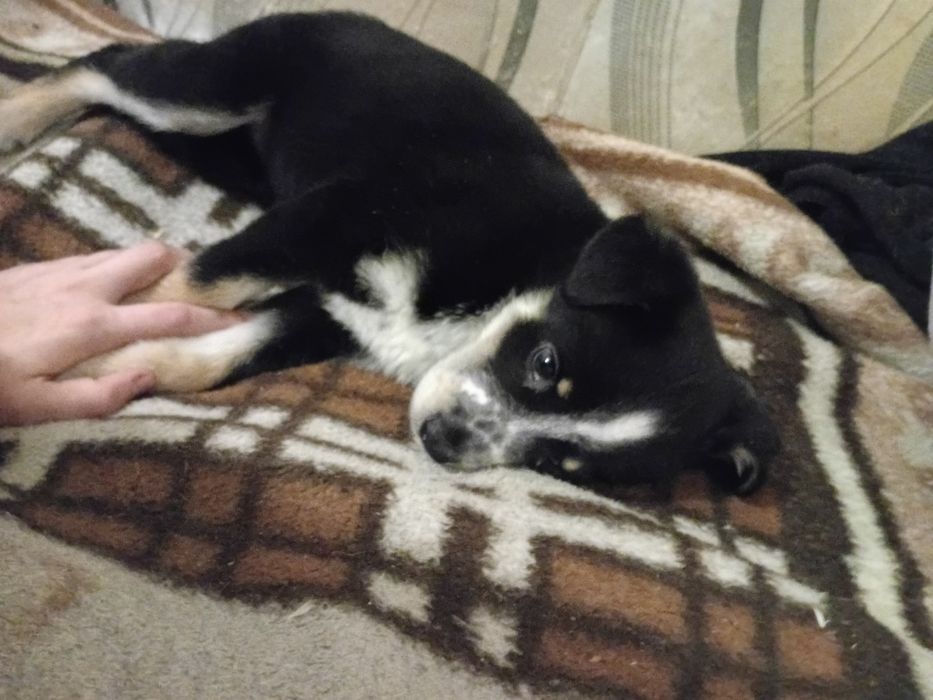 Отдам щенка девочку в хорошие руки