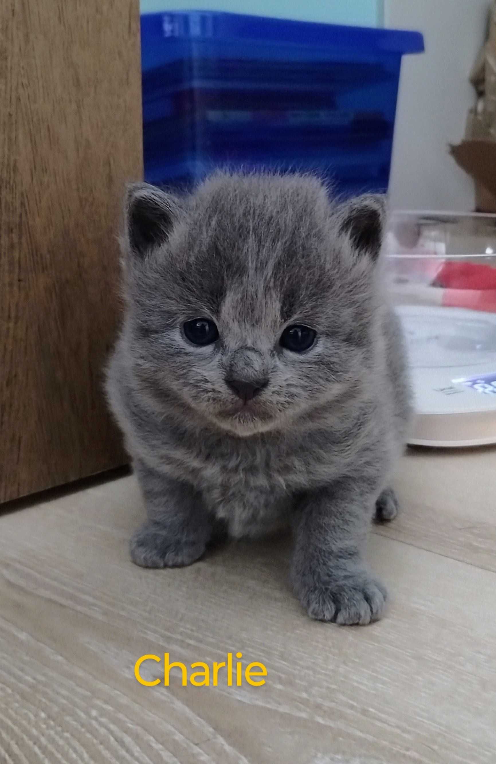 kotek rasy nebelung (rosyjski niebieski długowłosy)