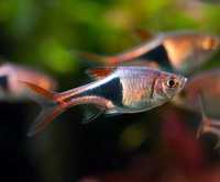 GB Razbora klinowa (Trigonostigma heteromorpha) - dostawa ryb!