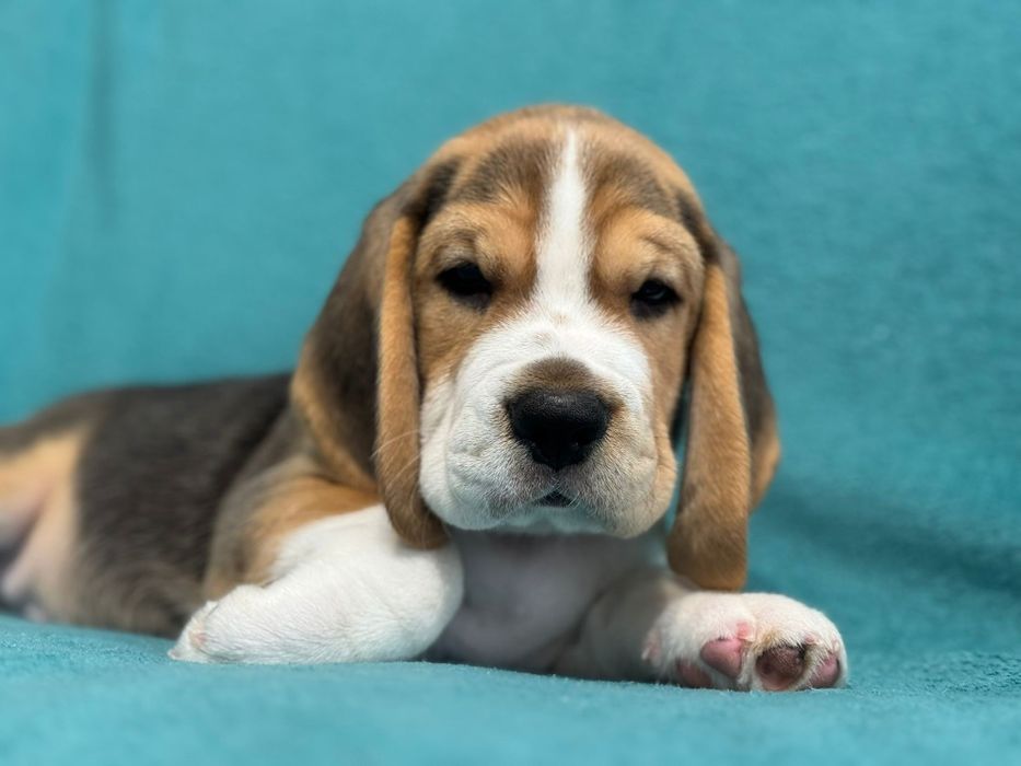 Piesek beagle FCI/ZKwP po wybitnych rodzicach