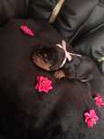 Sunia Black an tan Cavalier King Charles spaniel badania genetyczne