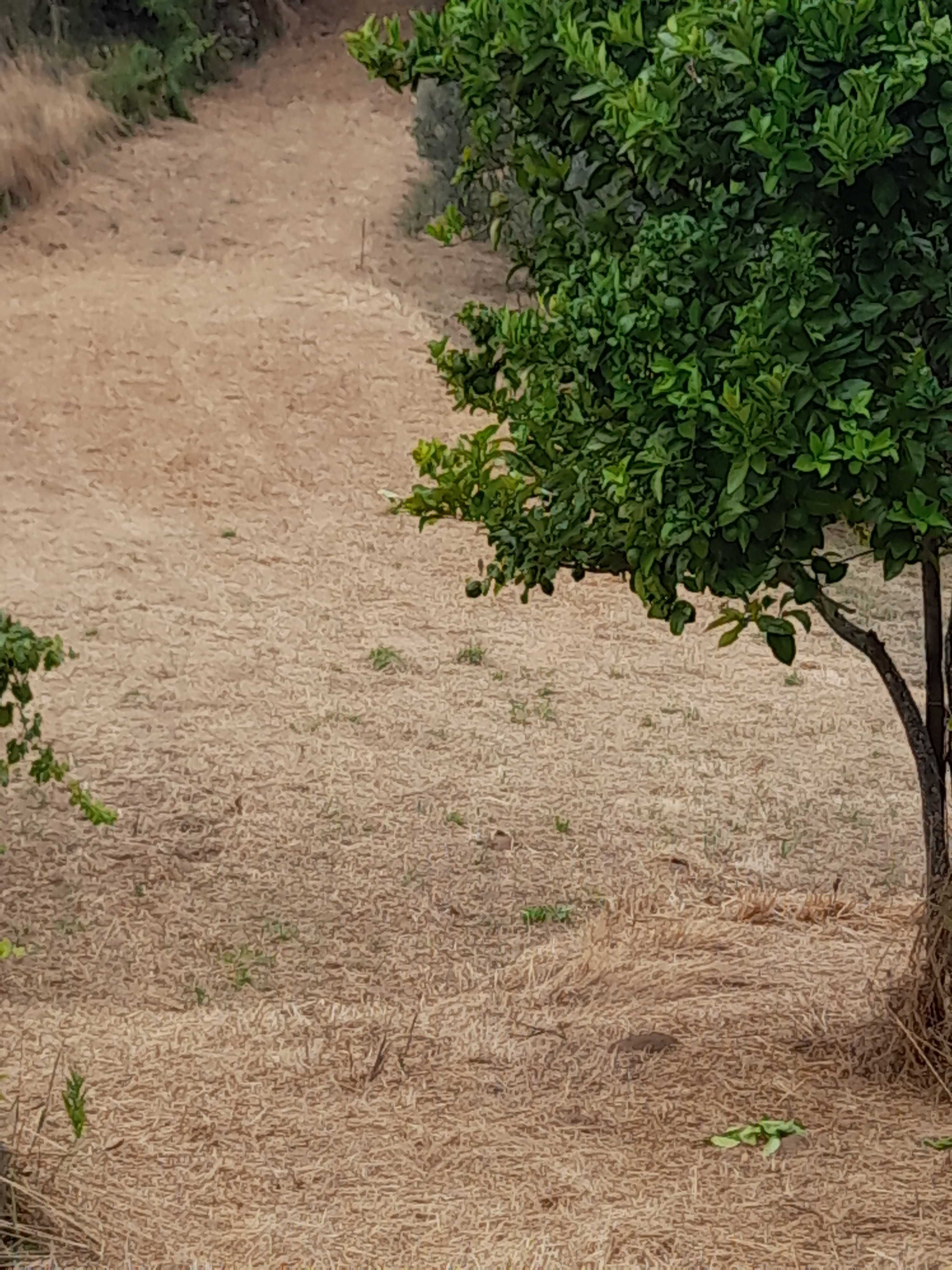 Terreno apenas agrícola. Com 645,95 m2 medido a   GPS.   com  estrada.