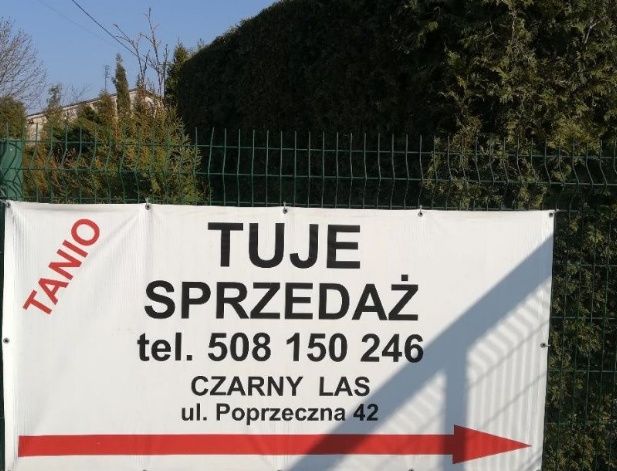 TUJE szmaragd szerokie i wysokie 2,8 metra z gruntu 130 zł