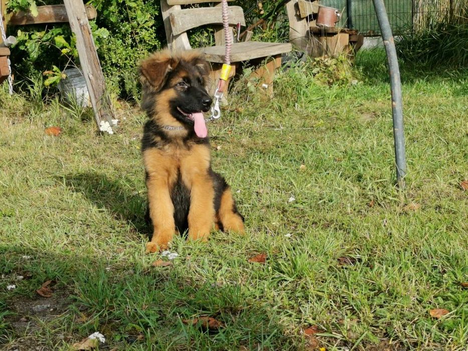 owczarek niemiecki szczeniak