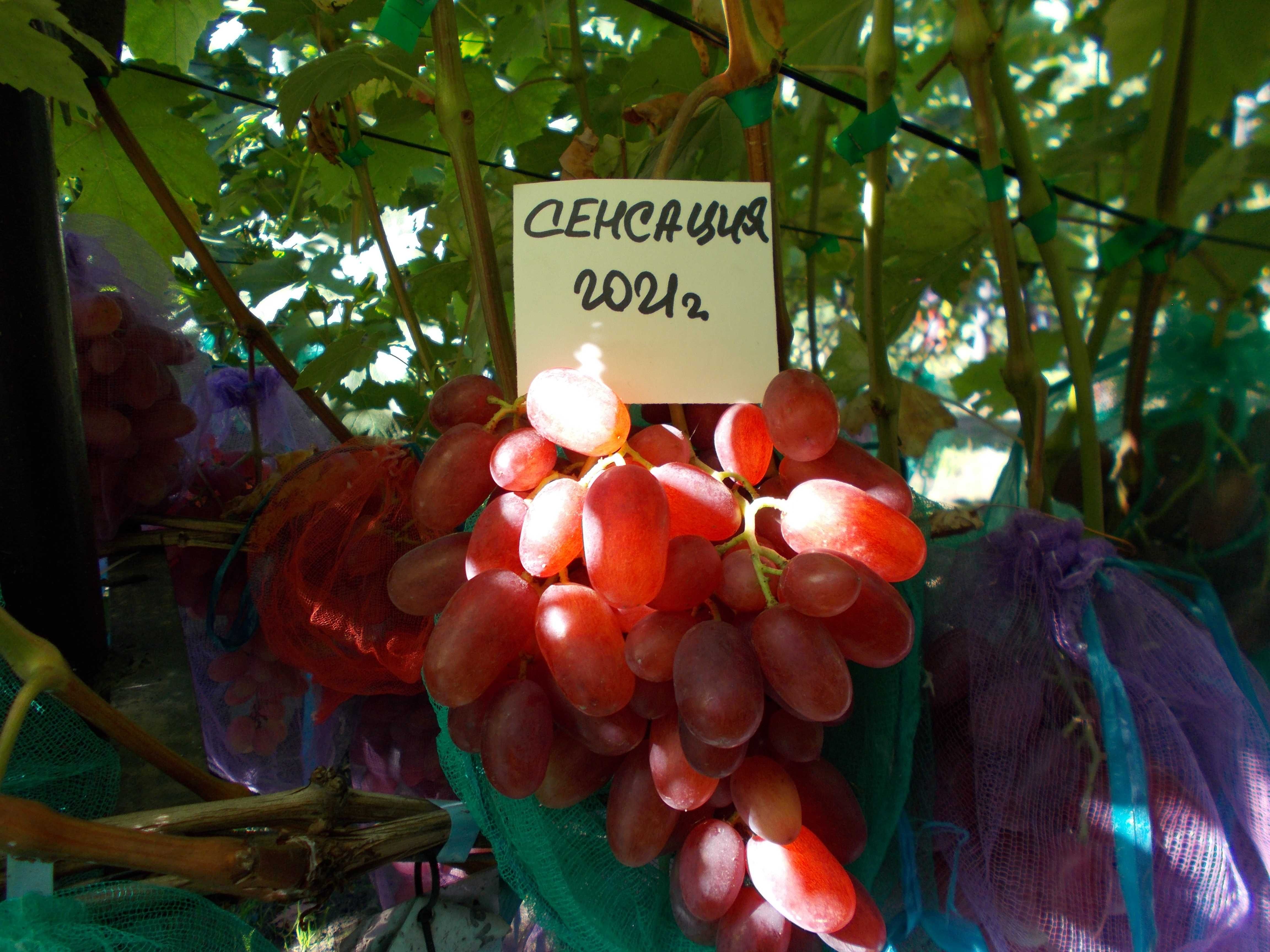 Саджанець винограду столових сортів (Україна)