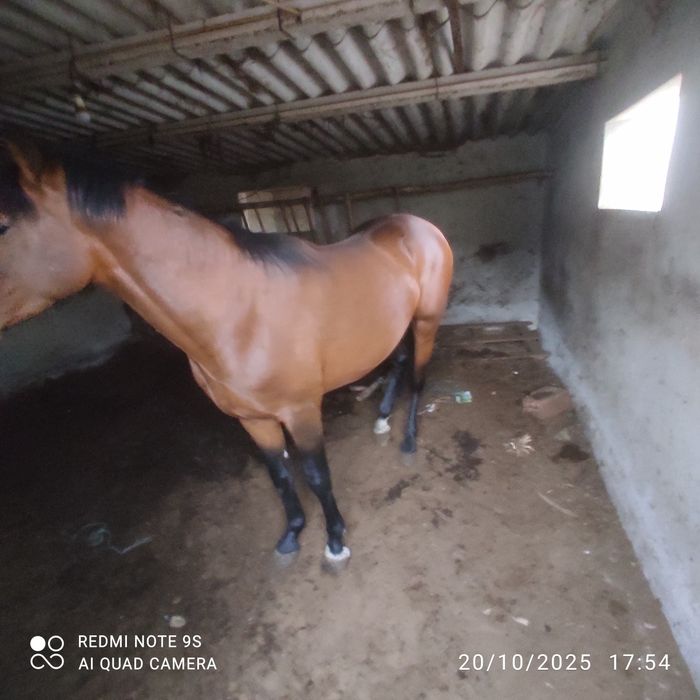 Cavalo luso inglês