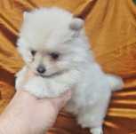 spitz alemão anão