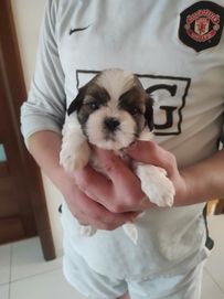 Szczeniaki Shih Tzu. Tricolor i Brąz. Gotowe do odbioru