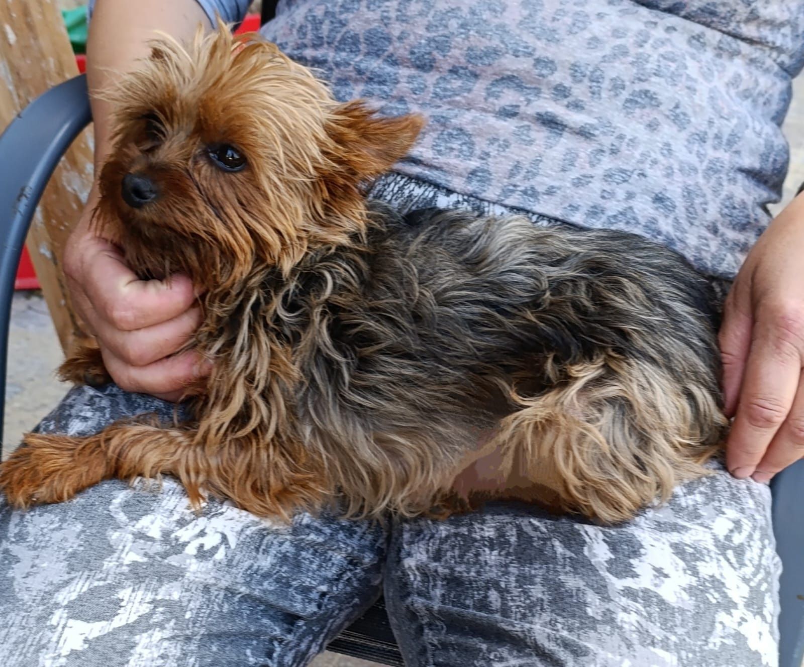 Yorkshire. York terrier Suczka