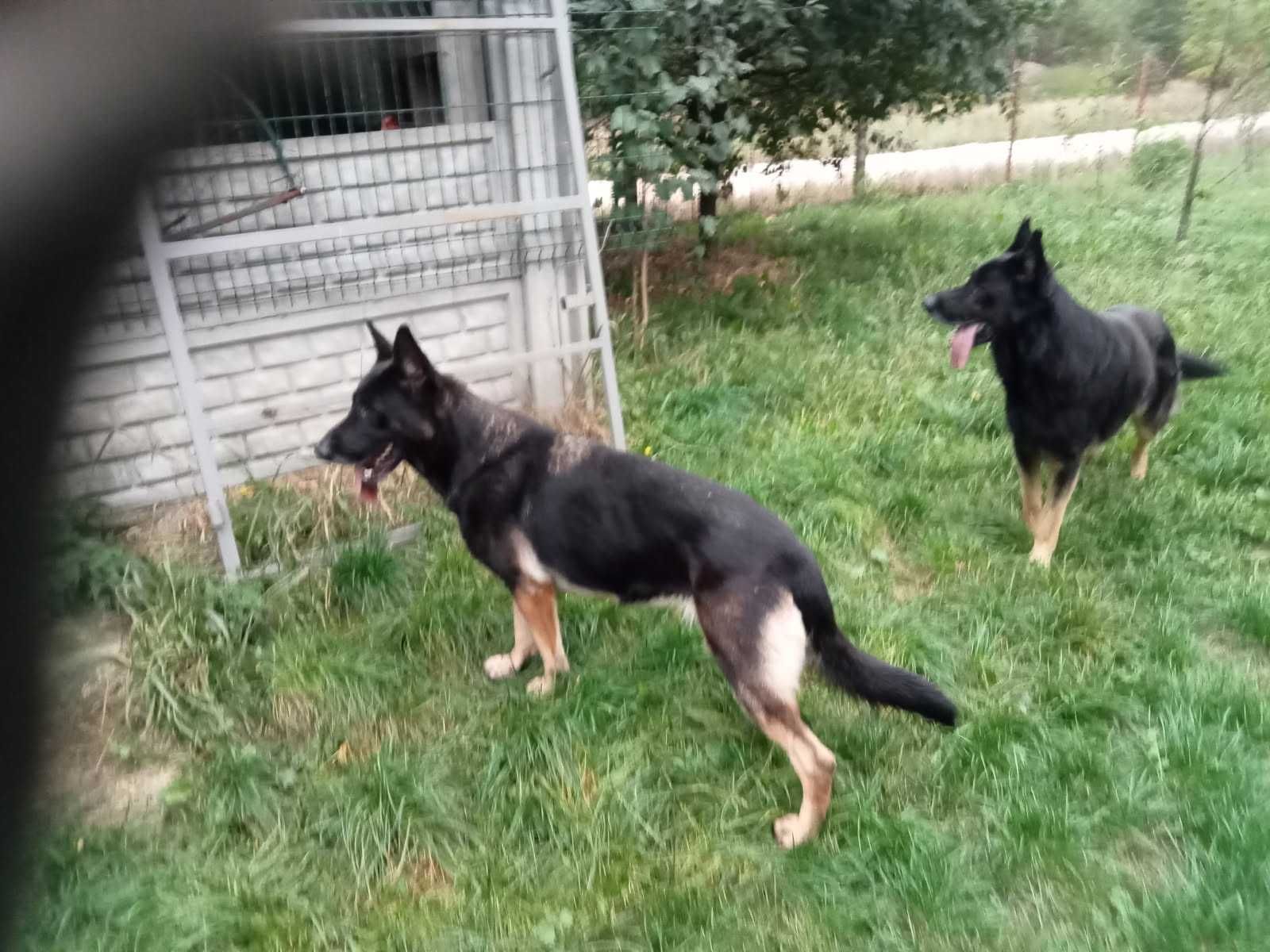 Owczarek niemiecki  oddam w dobre ręce za darmo