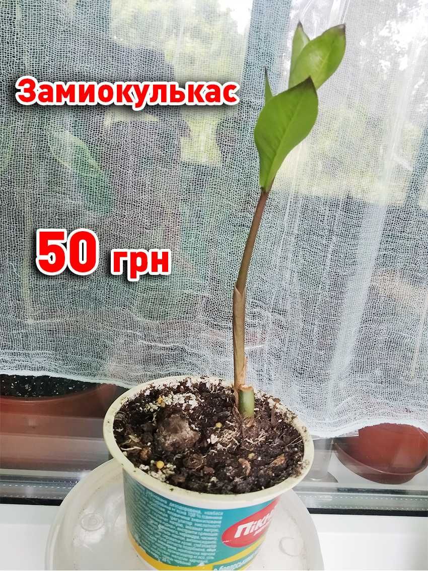 Плющ вариегатный