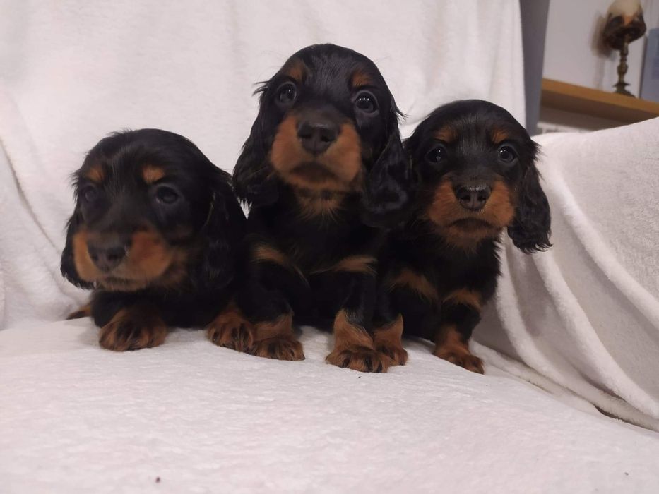 Jamnik długowłosy  FCI