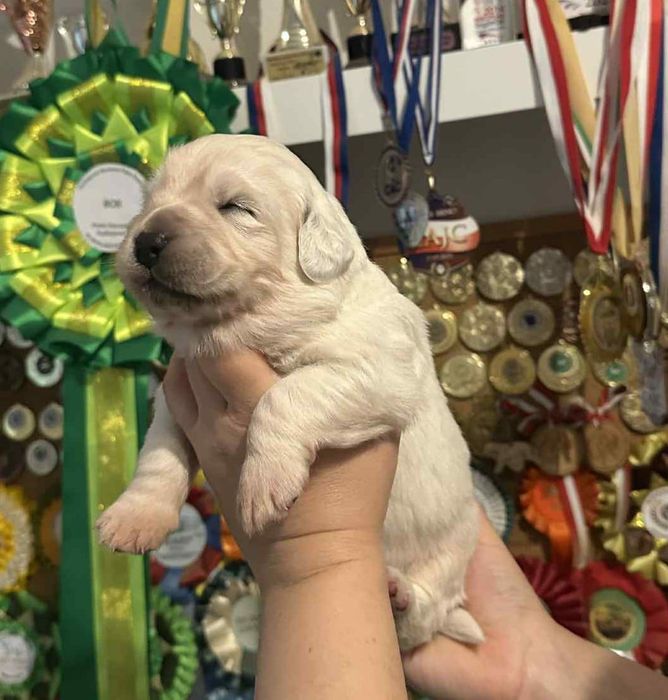 Owczarek podhalański ZKwP (FCI)