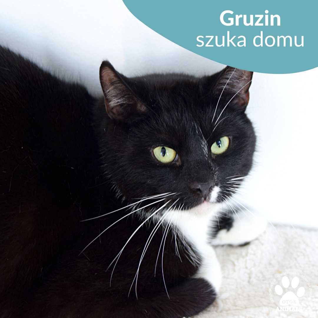 Łagodny kocurek do adopcji! Poznajcie Gruzina!
