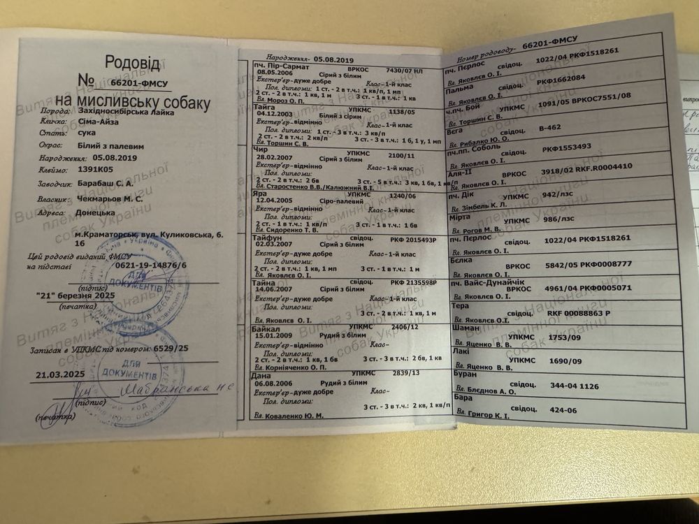Западно Сибирская Лайка