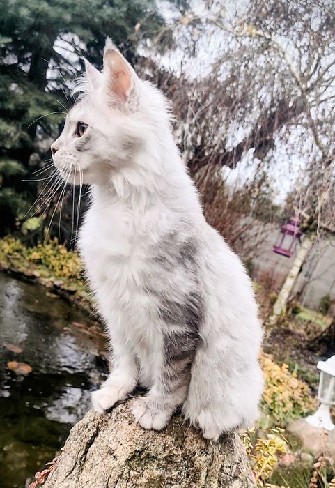 Maine Coon kocur do odbioru -srebrny