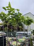 Catalpa  szczepiona 1,8m, surmia bignoniowa