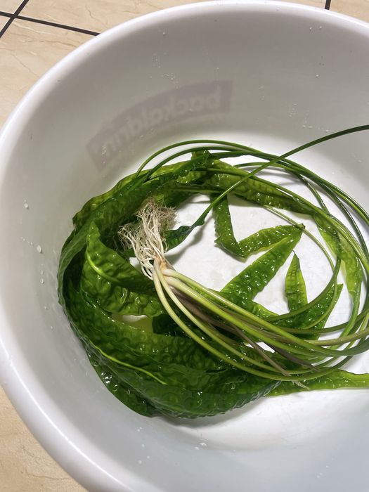 Roslina akwariowa cryptocoryne 80 cm