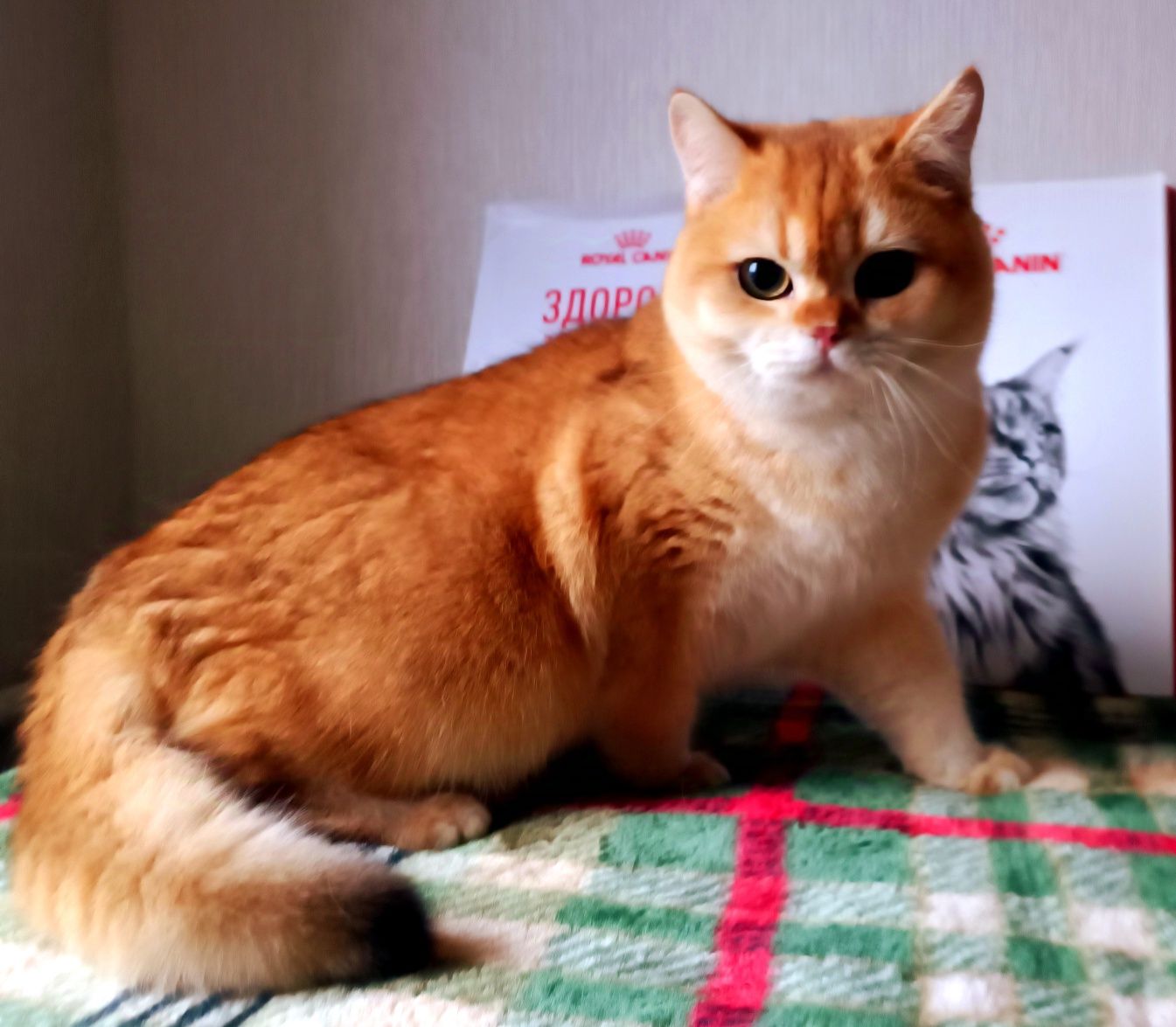 Британские золотые котята