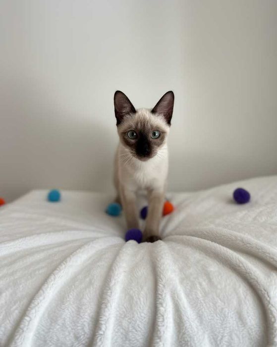 Setúbal / Margem Sul / Lisboa — CÔCO, gatinho para adoção