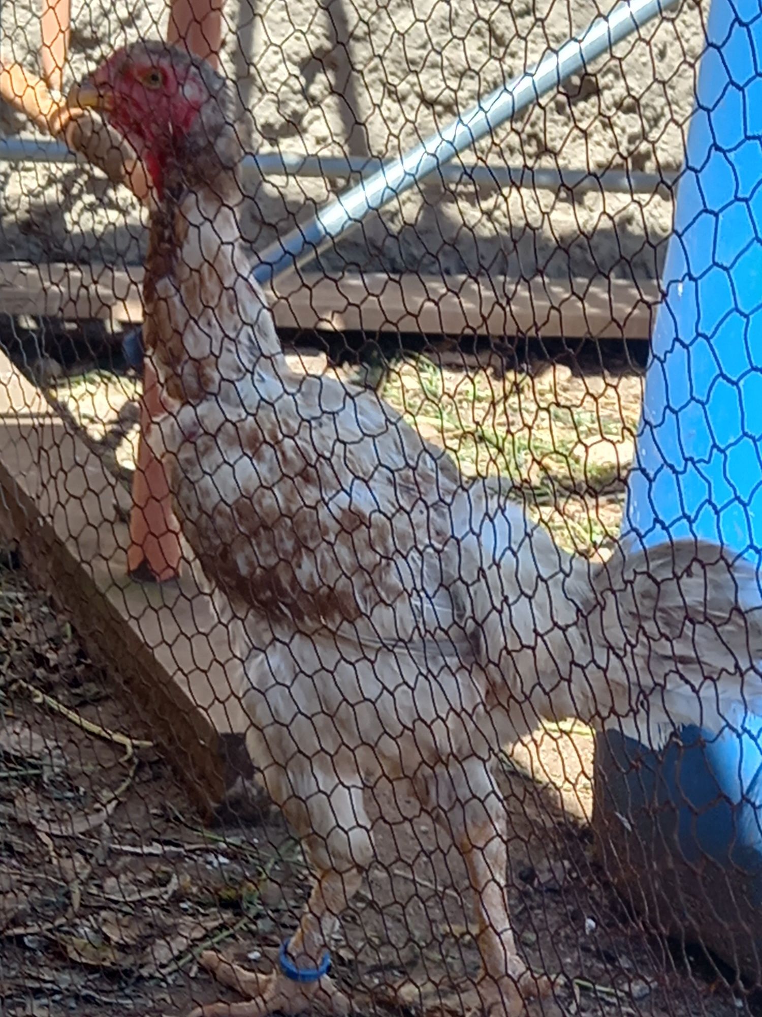 Ovos Índio Gigante Crista Bola Ervilha