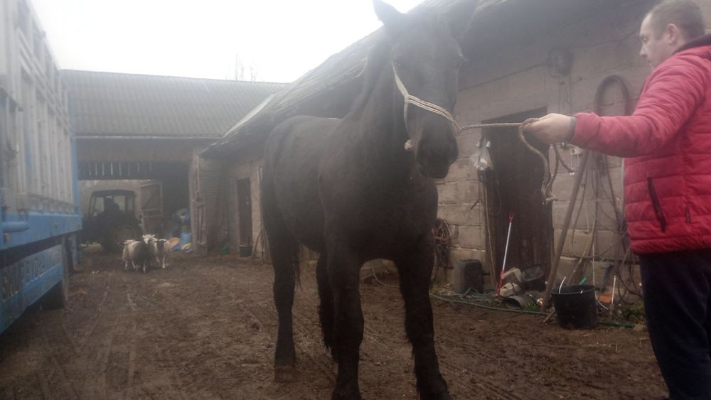 Sprzedam źrebice zimnokrwistą księga wstępna