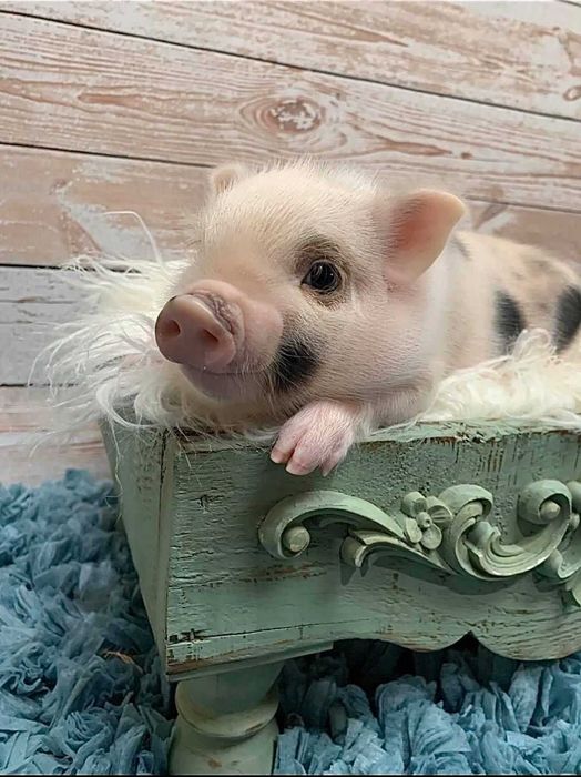 Домашні карликові свинки Міні піг, mini pig різних кольорів