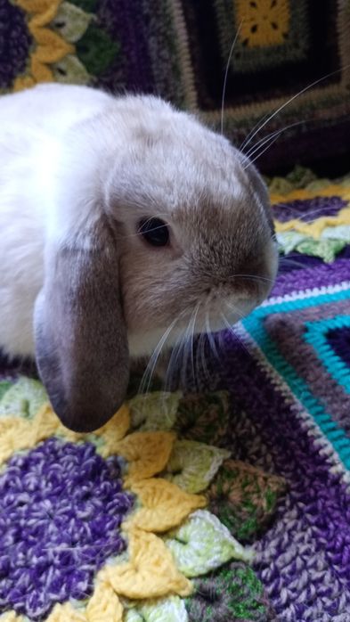 Króliczki Mini Lop, baranki miniaturowe