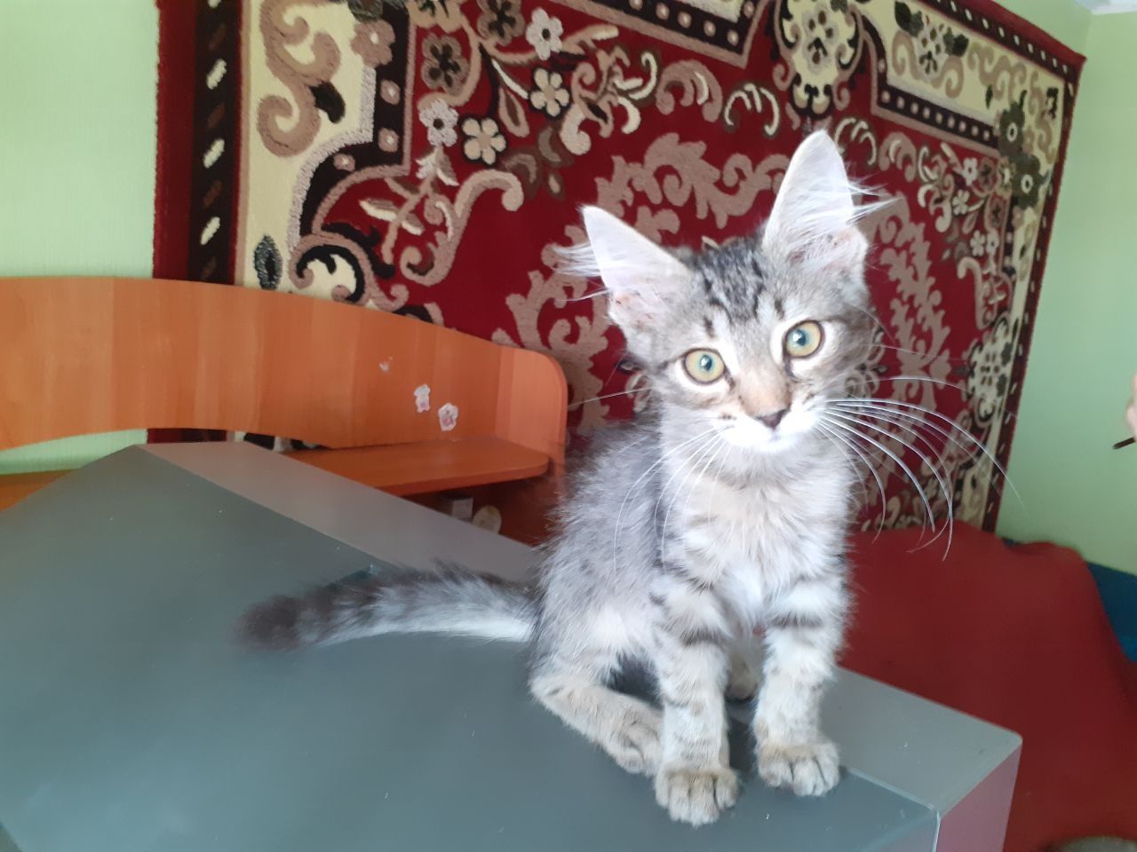 Котята кошенята коты кошки генераторы счастья ждут кого осчастливить!