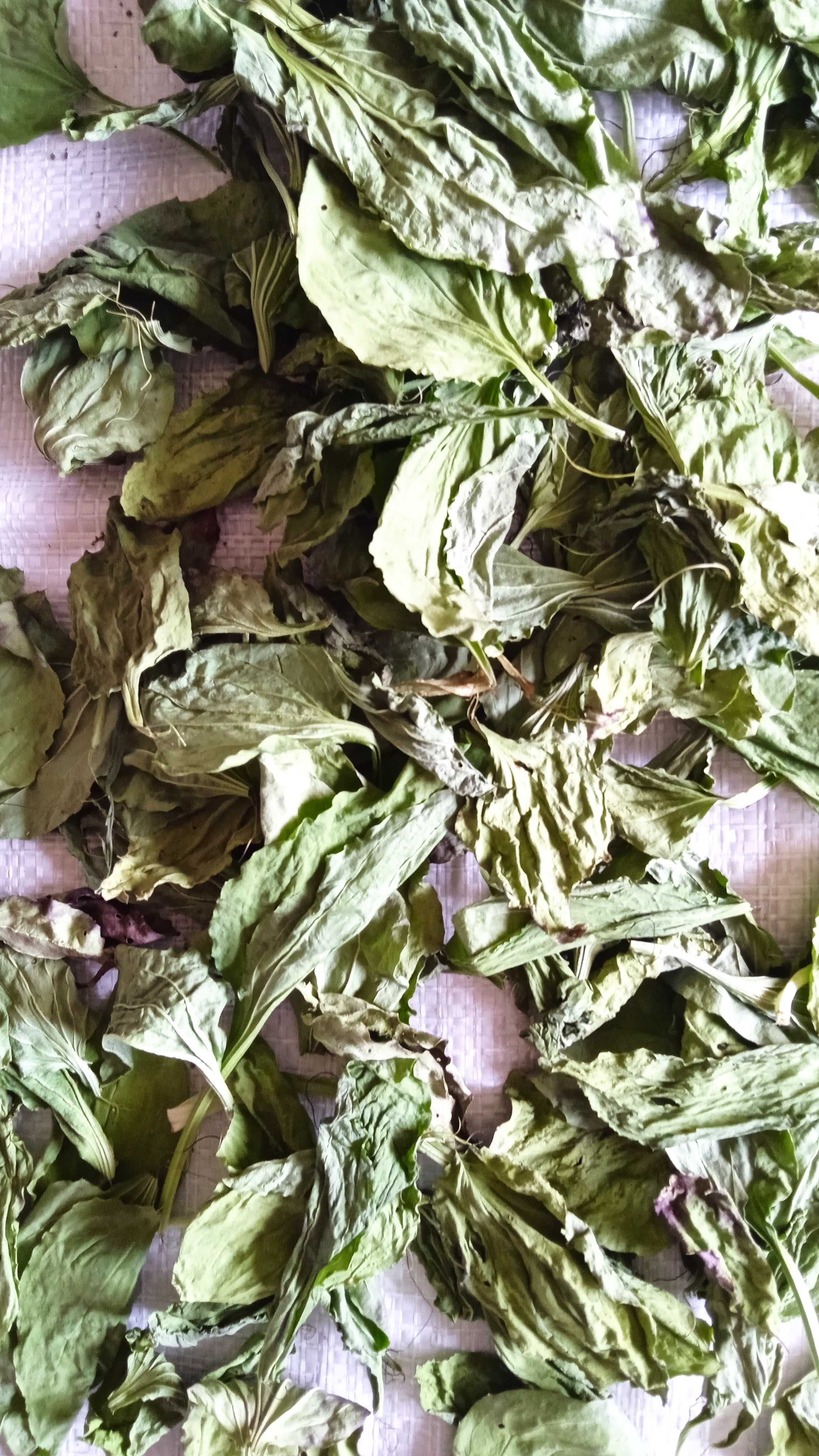 Продам листок подорожника